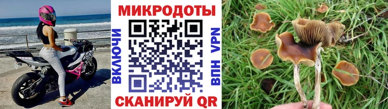 Купить где  Карасук  Псилоцибиновые грибы MAGIC MUSHROOMS 